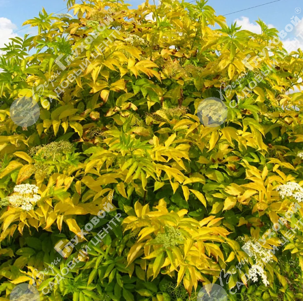 Бузина черная "Аурея" на фото