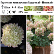 Гортензия метельчатая 