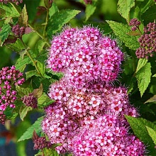 Основное изображение товара