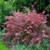 Барбарис Тунберга (Berberis thunbergii) Роуз Глоу С3 СП/25