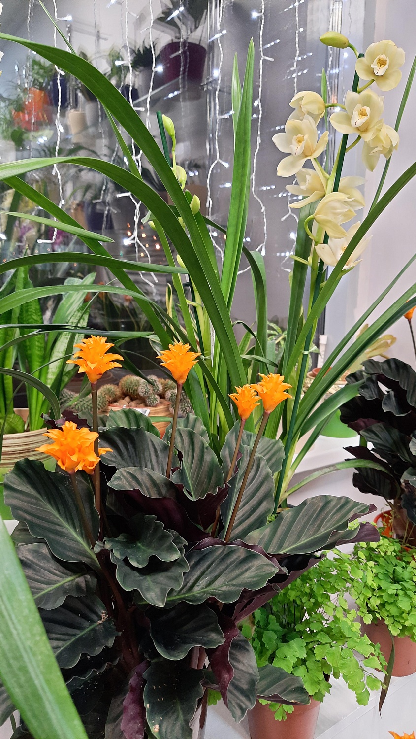 Новое поступление комнатных растений