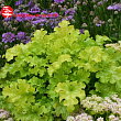 Гейхера (Heuchera) 