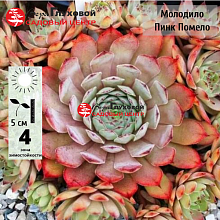 Основное изображение товара