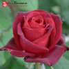 Роза чайно-гибридная 'Royal Garden' С7 БНвС/25