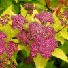Спирея японская (Spiraea japonica) Голдфлейм  С3 СП/24
