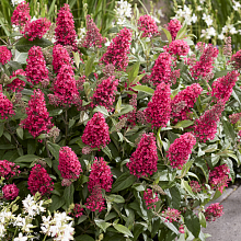 Основное изображение товара