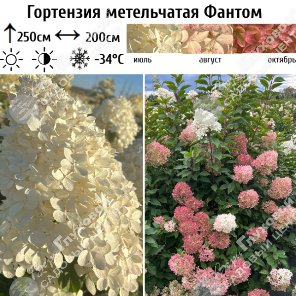 Гортензия метельчатая "Фантом" на фото
