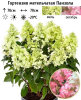 Гортензия метельчатая (Hydrangea paniculata) Панзола С3 СП/26