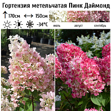 Основное изображение товара